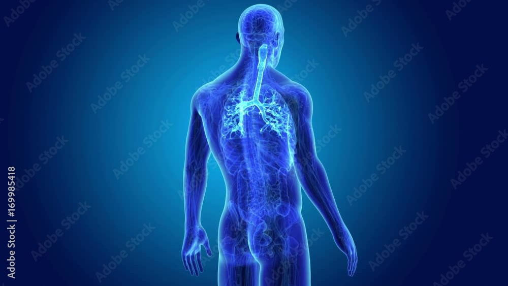 Trachea with Anatomy