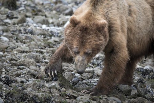 Brown Bear Turning over Rocks in Search for Food, Alaska