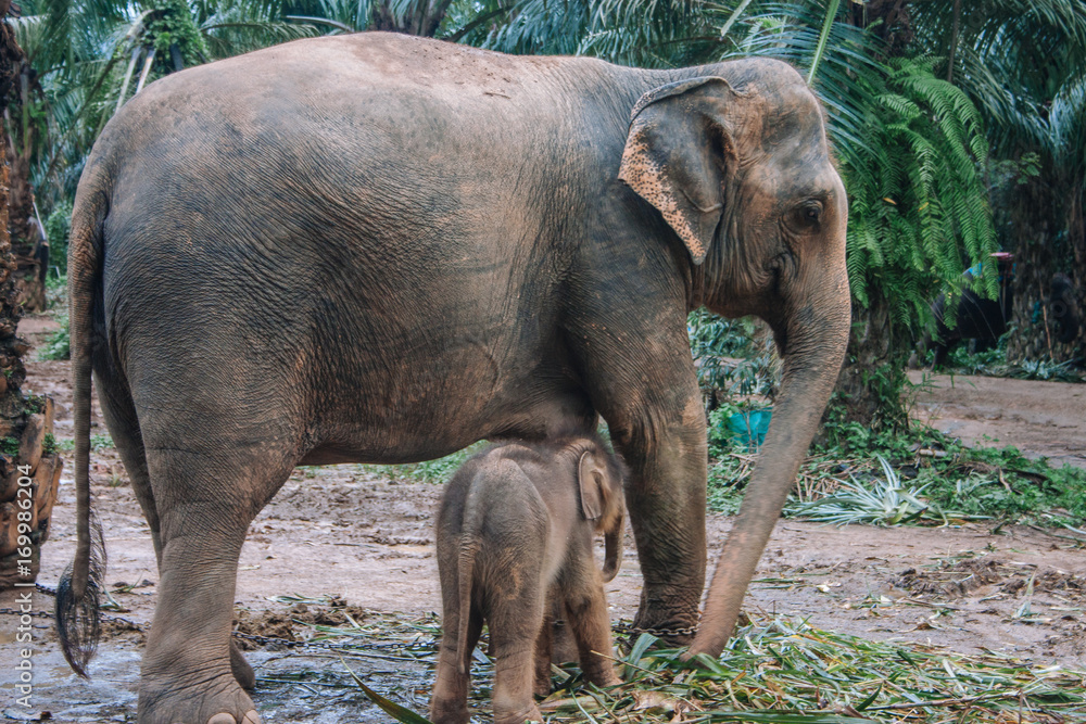 Fototapeta premium Elefant