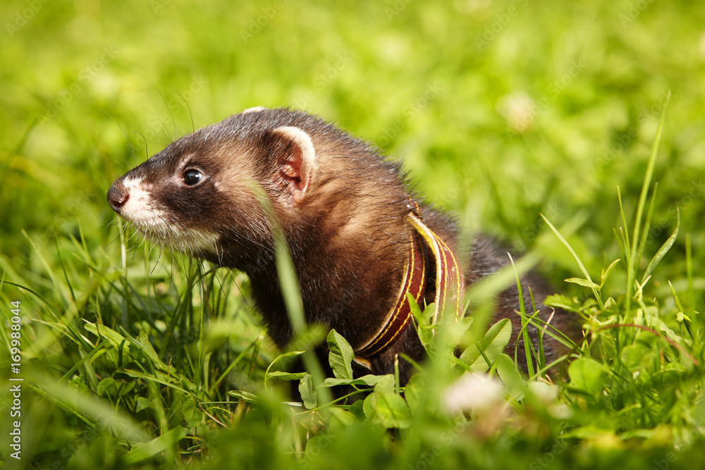 Polecat posing in summer day in park grass Polecat posing in summer day in park grass