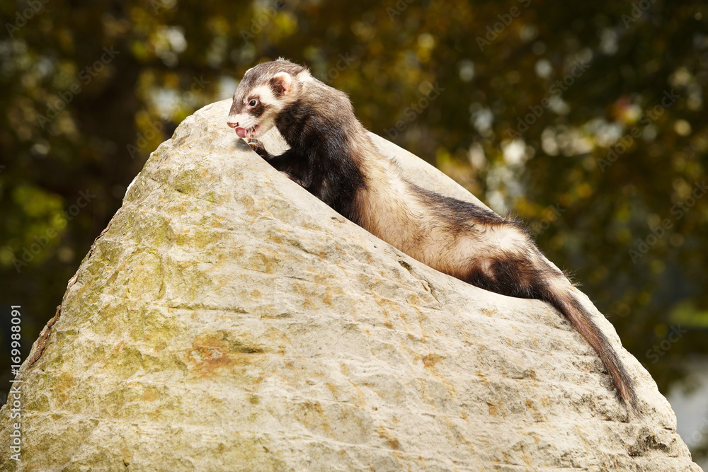 Fototapeta premium Ferret posing and relaxing on stone rock