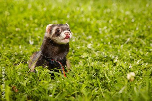 Ferret posing and relaxing in summer day in park grass