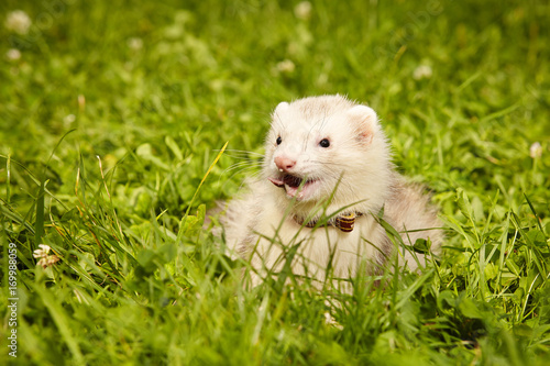 Ferret posing and relaxing in summer park grass © Couperfield