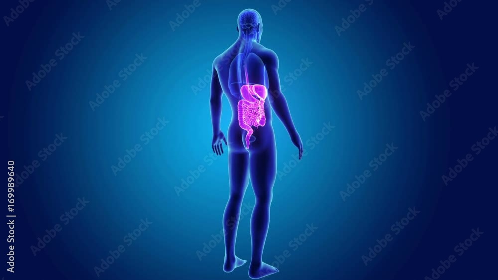 Digestive system with Organs Digestive system with Organs