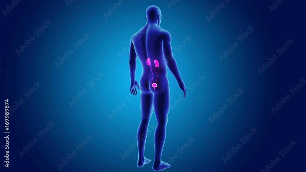 Kidneys with body Kidneys with body