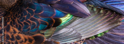 Textura de penas de ave. photo