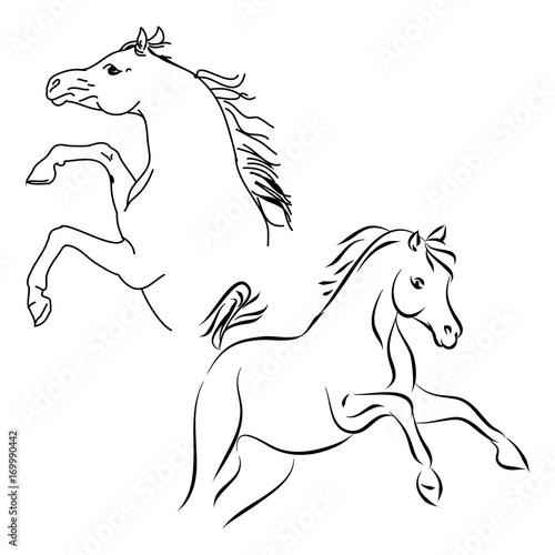Stallions contour on white background, vector illustration