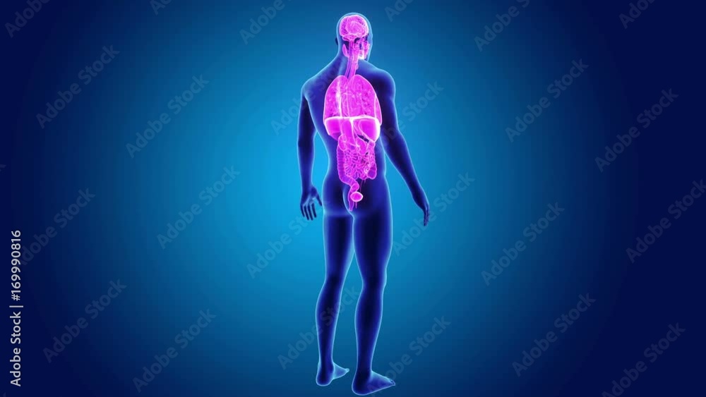 Organs with Body Organs with Body