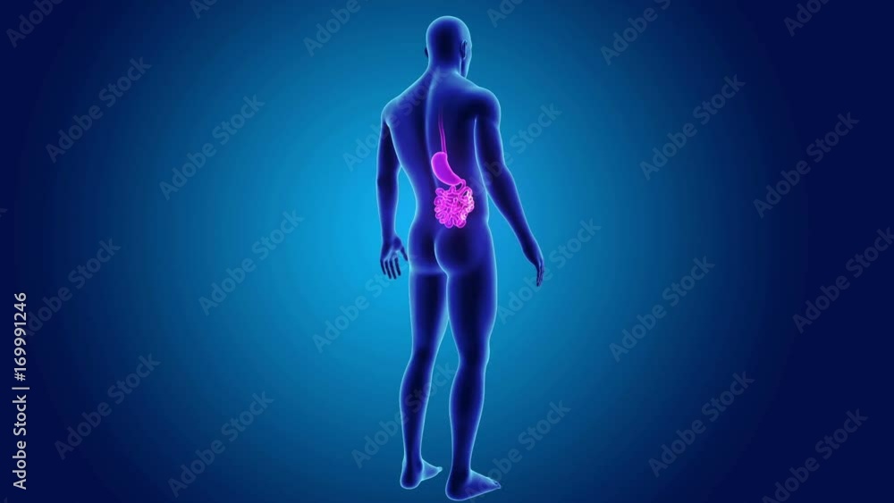 Stomach and small intestine with body Stomach and small intestine with body