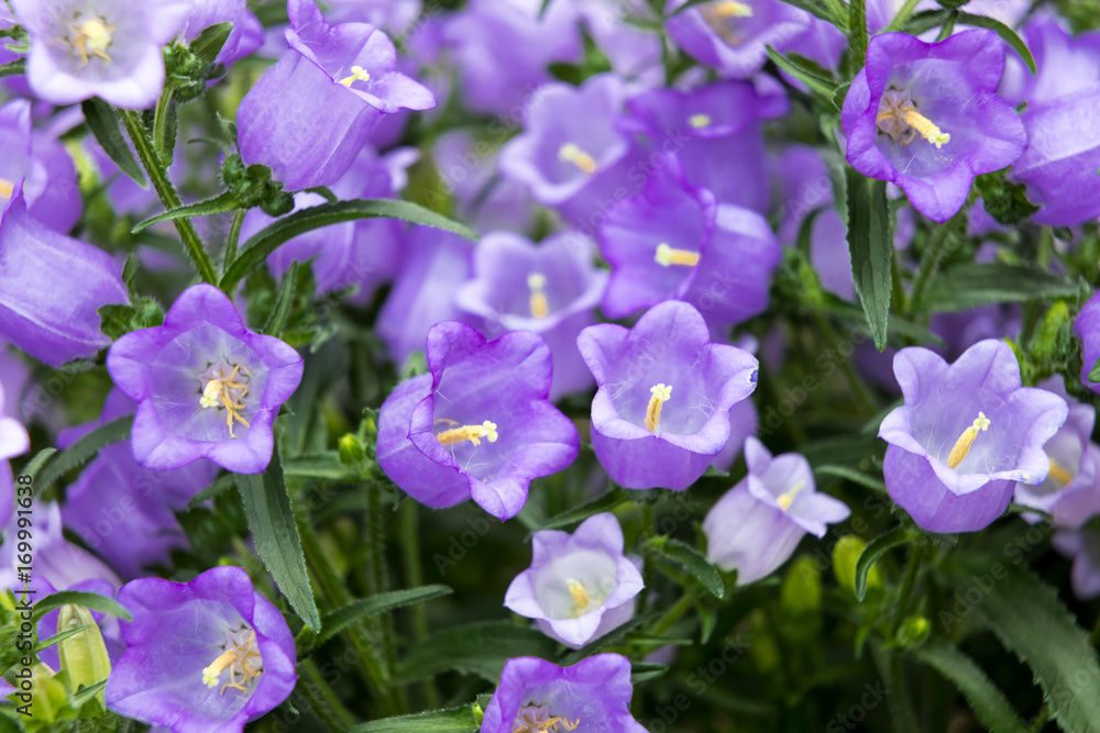 Purple bulb flower Purple bulb flower