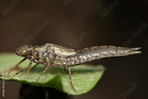 Image of dragonfly larva dried on green leaves. Insect Animal