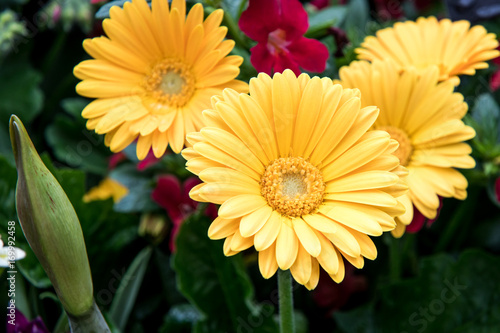 Vászonkép Yellow Gerbera Daisy