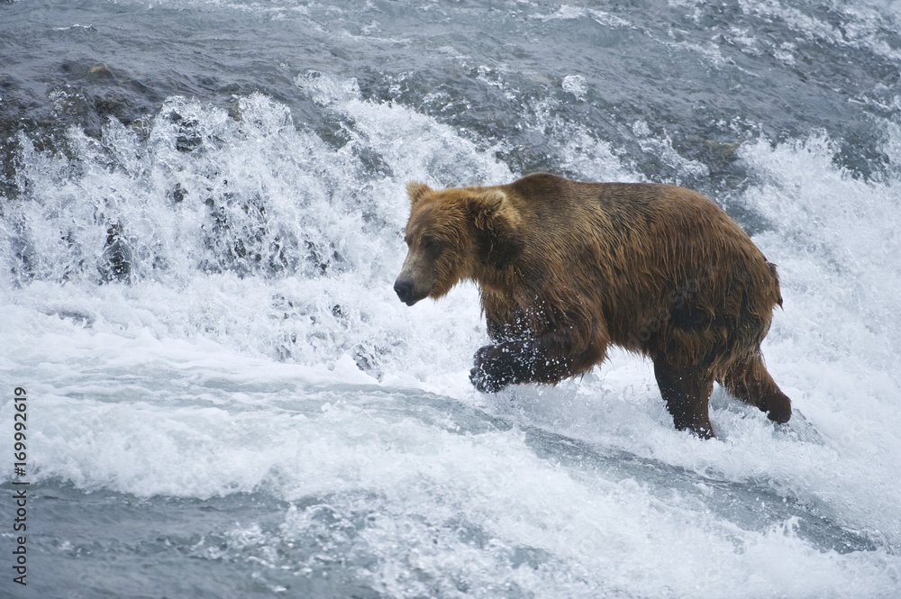 American Brown bear/Grizzly bear (Ursus arctos horribilis), McNeil River Sanctuary, Alaska American Brown bear/Grizzly bear (Ursus arctos horribilis), McNeil River Sanctuary, Alaska