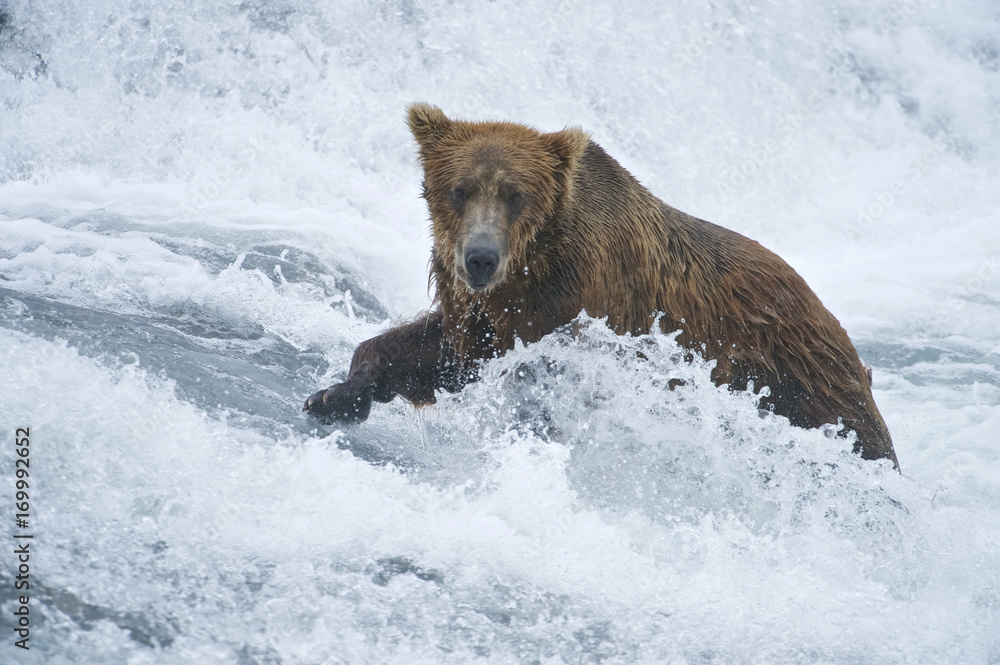 American Brown bear/Grizzly bear (Ursus arctos horribilis), McNeil River Sanctuary, Alaska American Brown bear/Grizzly bear (Ursus arctos horribilis), McNeil River Sanctuary, Alaska