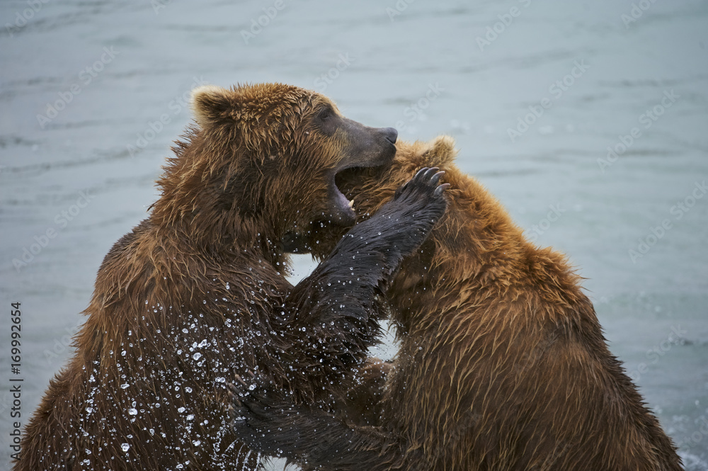 American Brown bear/Grizzly bear (Ursus arctos horribilis), McNeil River Sanctuary, Alaska