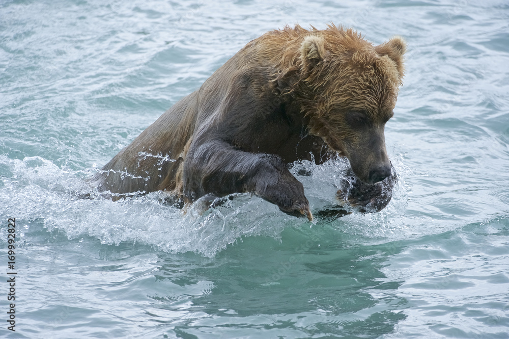 American Brown bear/Grizzly bear (Ursus arctos horribilis), McNeil River Sanctuary, Alaska