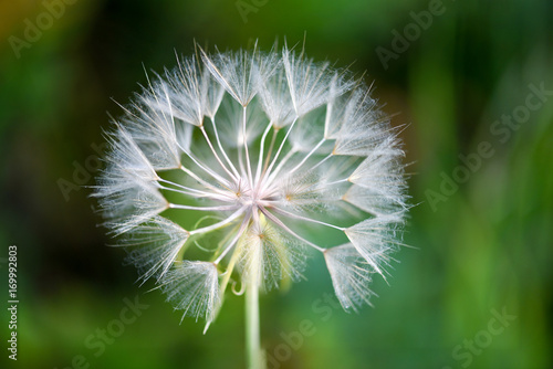 A macro shot of a dandelion flower (isolated) with its seeds ready to be carried by the wind.