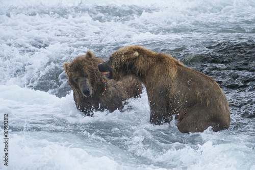 Wallpaper Mural American Brown bear/Grizzly bear (Ursus arctos horribilis), McNeil River Sanctuary, Alaska Torontodigital.ca