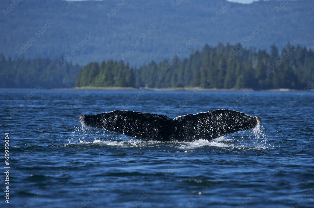 Fototapeta premium Humpaback Whale (Megaptera novaeangliae), Iside Pasage, South West Alaska, USA