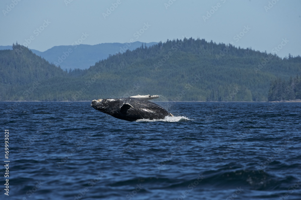 Fototapeta premium Humpaback Whale (Megaptera novaeangliae), Iside Pasage, South West Alaska, USA