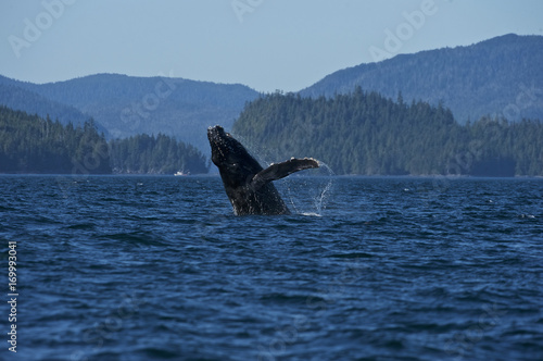 Humpaback Whale (Megaptera novaeangliae), Iside Pasage, South West Alaska, USA © Enrique