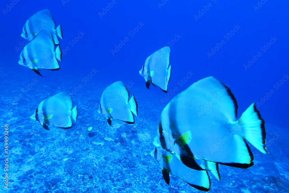 Fototapeta premium ツバメウオの群れ