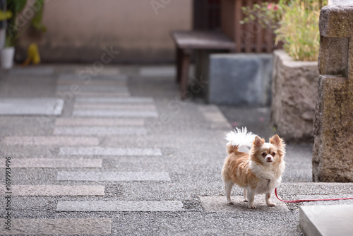 Fototapeta Naklejka Na Ścianę i Meble -  玄関とペット