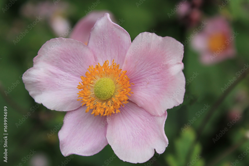Flower Flower