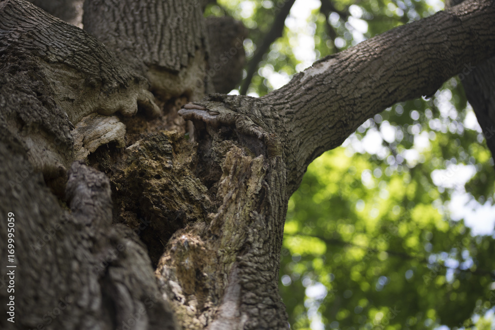Close-up of gaping hole in large tree 1 Close-up of gaping hole in large tree 1