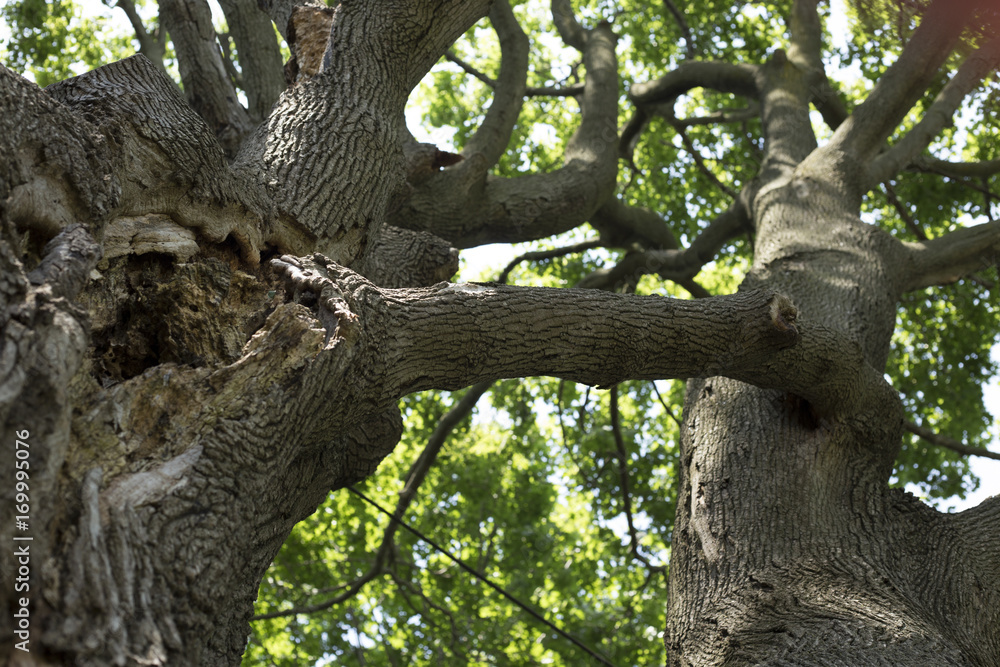 Tree with branch connecting two trunks 1 Tree with branch connecting two trunks 1