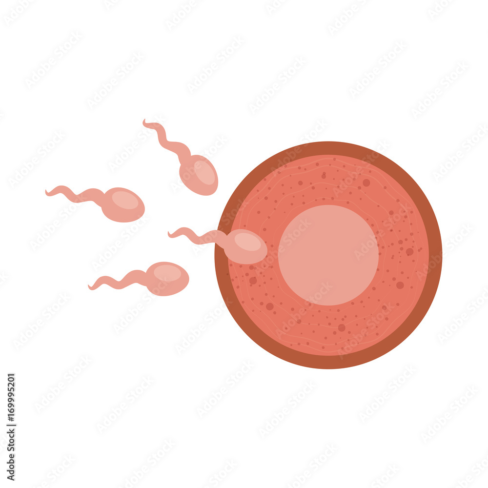 Fertilization of the ovum vector illustration design Fertilization of the ovum vector illustration design