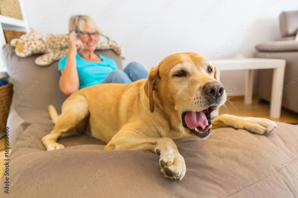 labrador retriever lies on a seating furniture with a phoning woman in background
