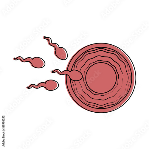 Fertilization of the ovum vector illustration design