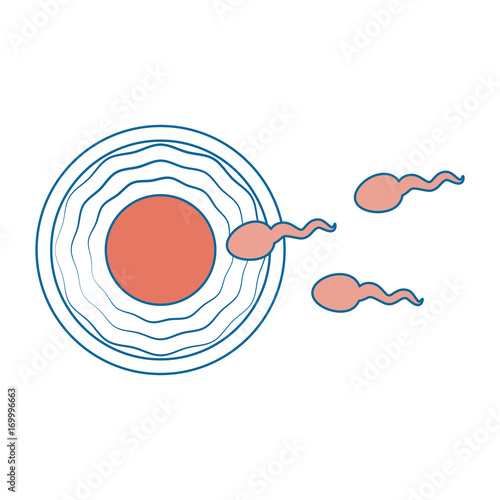 Fertilization of the ovum vector illustration design