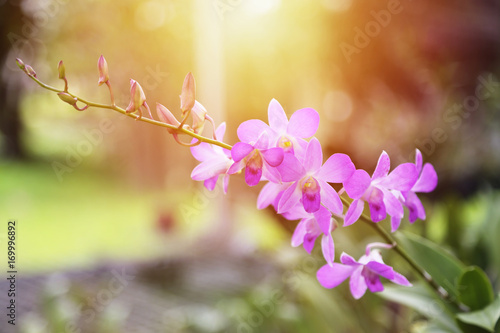 Purple dendrobium orchid flowers.