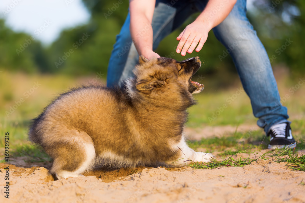 man plays with an elo puppy in a sand pit