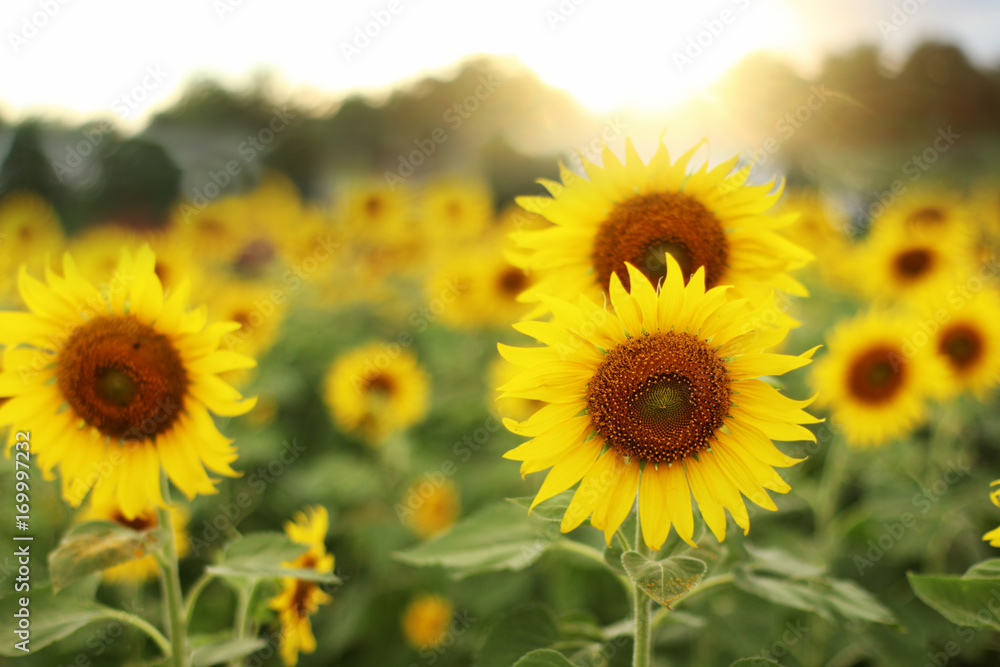 Sunflowers blooming in the field. Sunflowers blooming in the field.