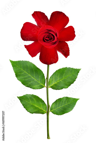 Naive stylized red rose flower