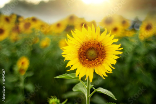 Sunflowers blooming in the field.