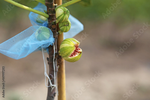 Panache fig fruit broke up,