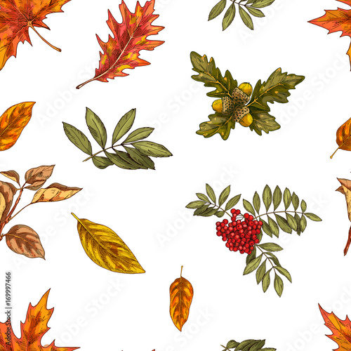 Seamless pattern with different autumn leaves. Oak, chestnut, maple leaves and rowanberry isolated on white background. Vector