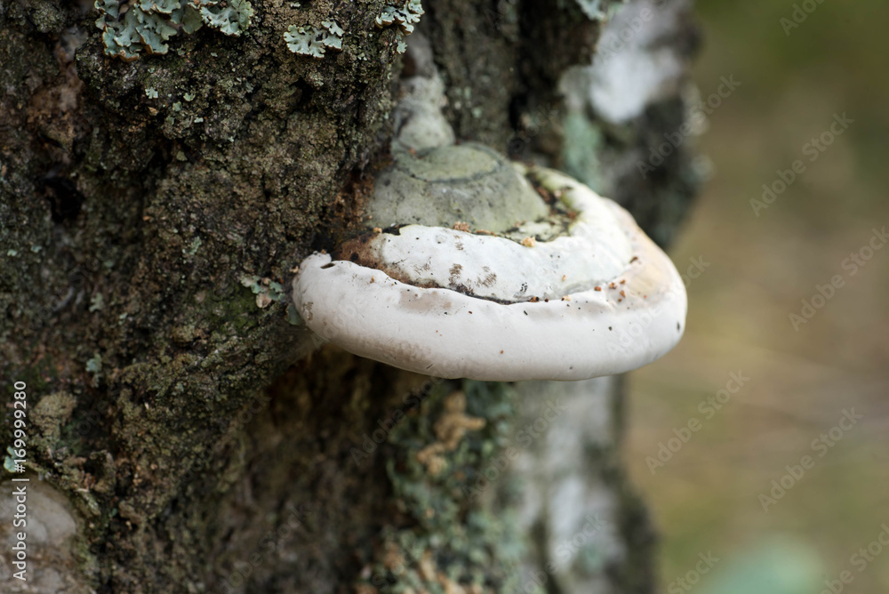 polypore fungus on tree macro selective focus polypore fungus on tree macro selective focus