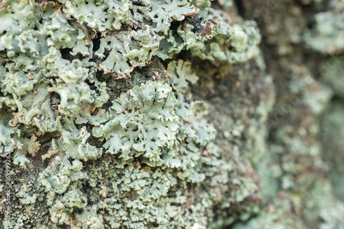 lichenized fungus or lichen on birch bark selective focus photo