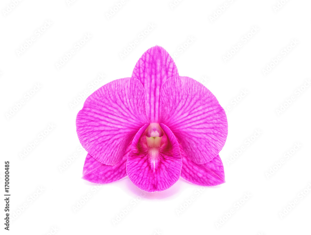 Pink orchid flower isolated on white background Pink orchid flower isolated on white background
