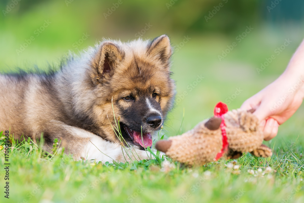 man shows an elo puppy a soft toy