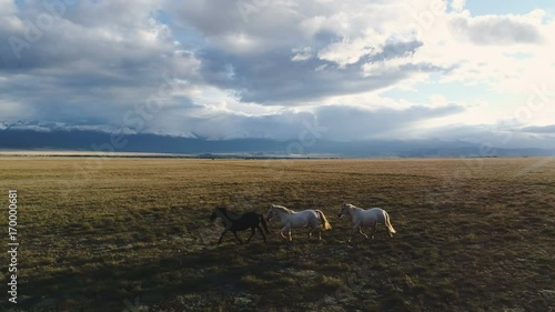 Camargue, France animal horses wild white livestock sunset running rider cowboy mountain 4k slow motion photo