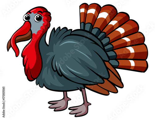 Wild turkey on white background