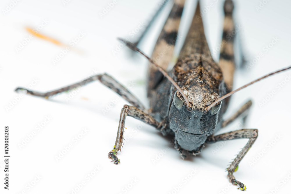 Fototapeta premium Grasshopper on isolated background closeup