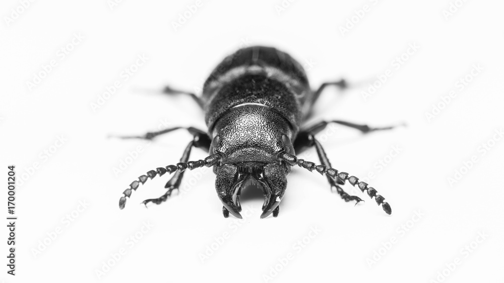 beetle bark beetle on isolated background close-up beetle bark beetle on isolated background close-up