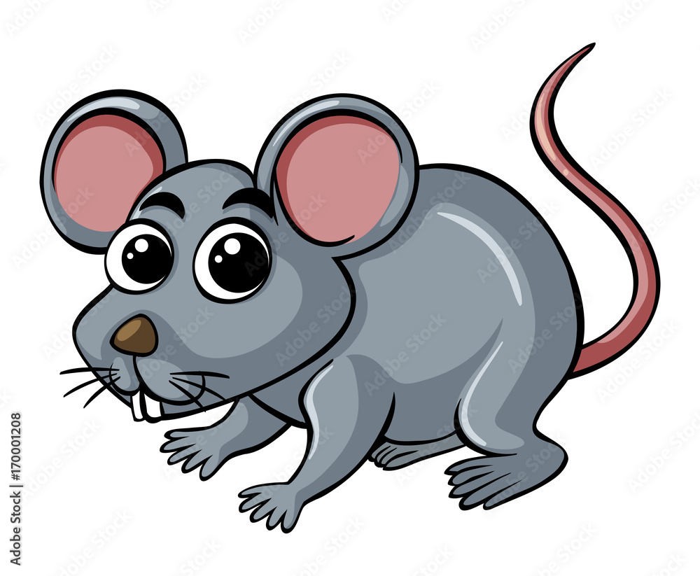 Fototapeta premium Little rat on white background